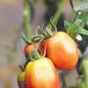 Fresh tomato